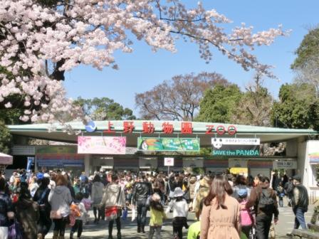 Full blooming cherry blossoms (sakura) and Ueno Zoo.